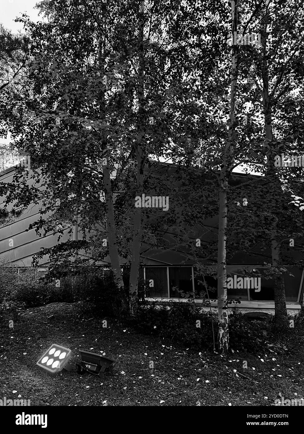 Un misterioso riflettore proietta inquietanti ombre sugli alberi, evocando un'inquietante atmosfera di Halloween - Immagine stock catturata con smartphone