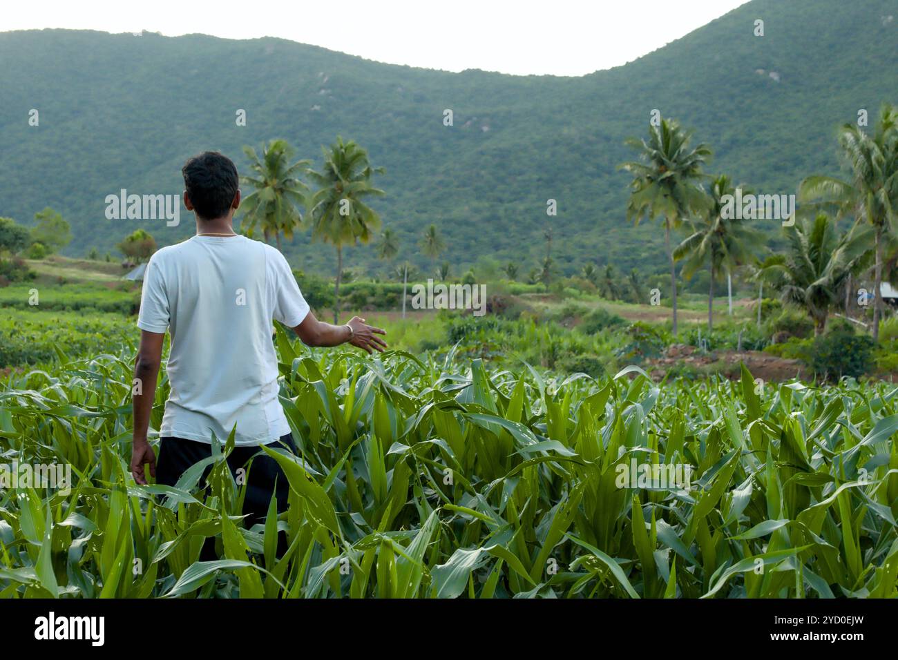 Un giovane agricoltore ispeziona la sua lussureggiante coltura di mais sullo sfondo di colline ondulate e palme. Foto Stock