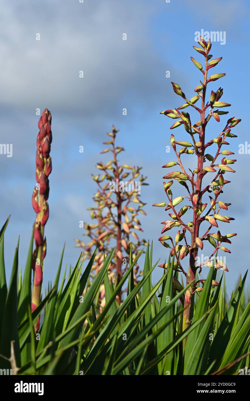 Fiori autunnali a forma di campana bianca di Yucca gloriosa o pugnale spagnolo Regno Unito ottobre Foto Stock