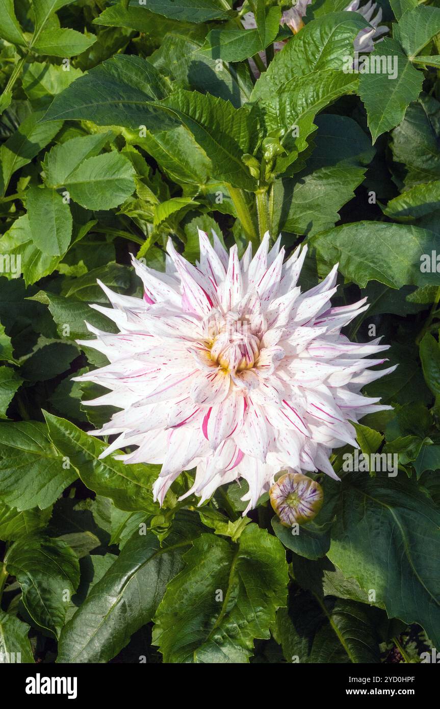 Primo piano di Dahlia Micks Peppermint, una dahlia media bianca e rossa spruzzata, che è una tenera perenne decidua e tenera gelata, in fiore e mezza resistente Foto Stock