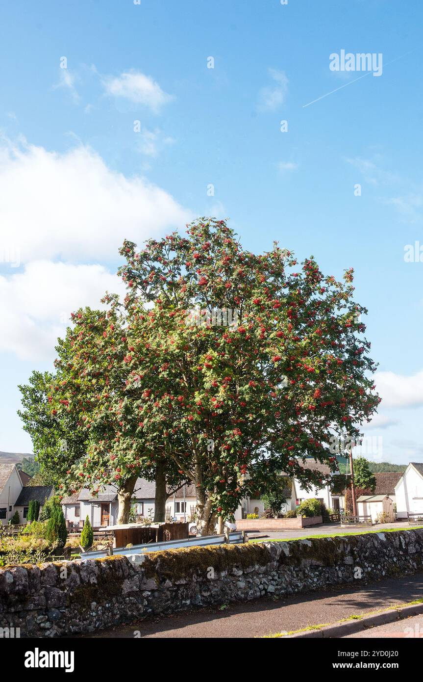Sorbus aucuparia, Rowan, Monte Ceneri, illustrazione con frutti di bosco in autunno. Ha foglie di colore verde scuro in estate diventa rosso o giallo in autunno. Foto Stock