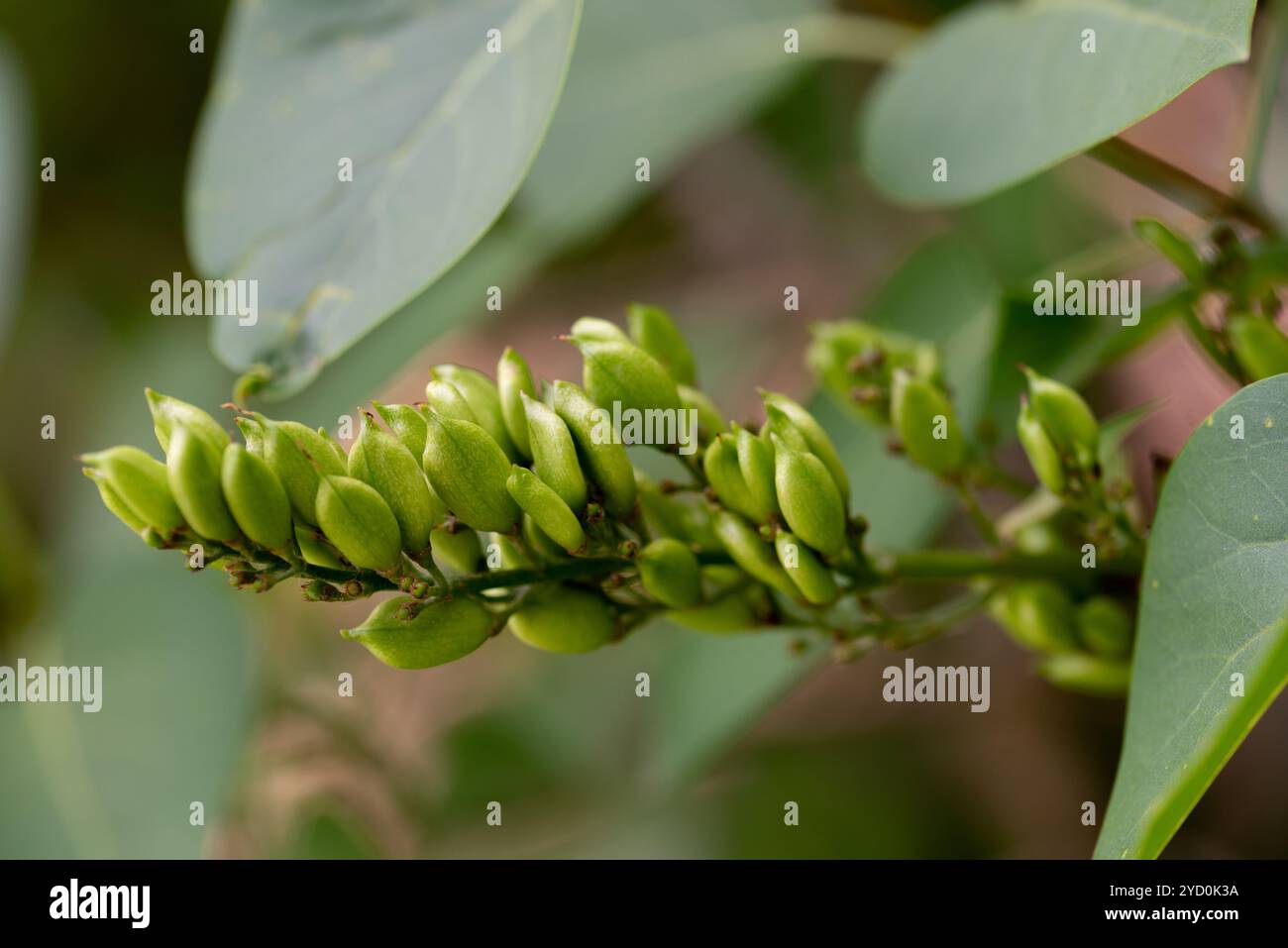 Cialde di semi verdi su un ramo dell'albero lilla. Syylan vulgaris e nomi comuni lilla o pianta lilla comune. Foto Stock