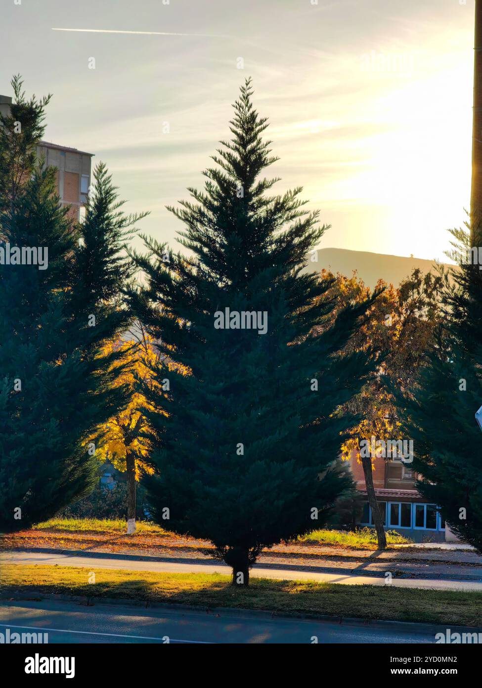 Golden Glow of Urban Nature: Alberi sempreverdi tra i colori autunnali al tramonto Foto Stock