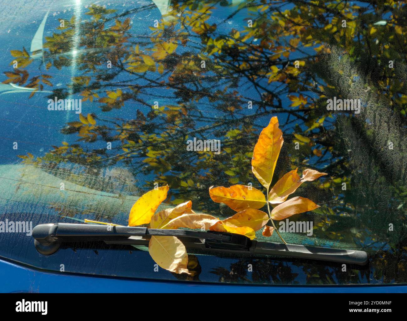 Vibrazioni autunnali: Foglie gialle sul parabrezza posteriore dell'auto con rami d'albero riflessi Foto Stock Vibrazioni autunnali: Foglie gialle sul parabrezza posteriore dell'auto con rami d'albero riflessi Foto Stock