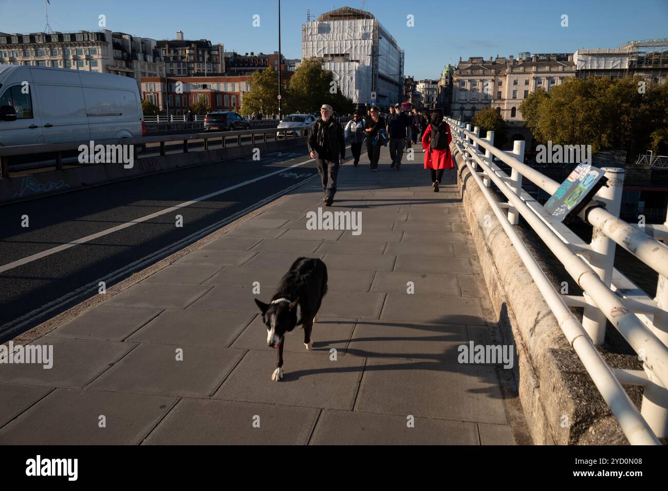 Un cane solitario attraversa il Waterloo Bridge in un pomeriggio d'autunno, Londra, Inghilterra, Regno Unito Foto Stock