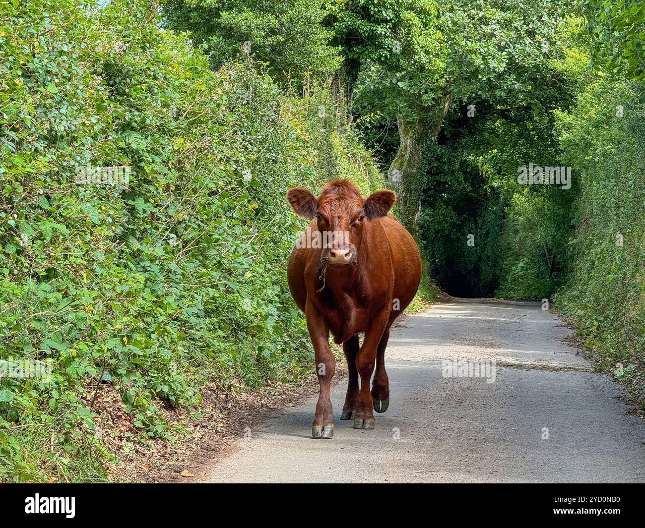 Una mucca marrone a piede libero nel vicolo vicino alla fattoria Cloutsham nell'Exmoor National Park, Somerset, Inghilterra Regno Unito Foto Stock
