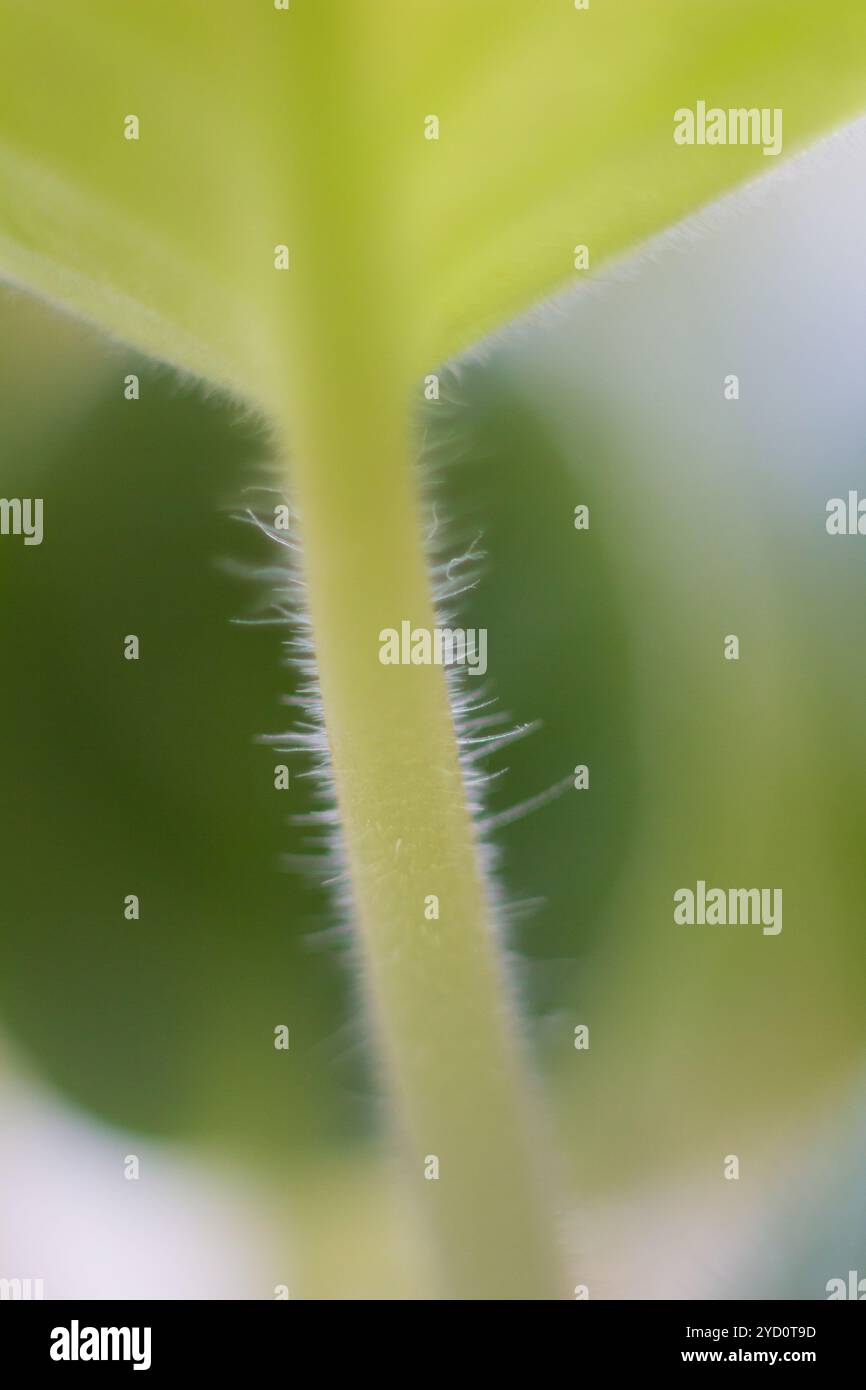 Home flower viola. Home impianto indoor. Perenne Foto Stock