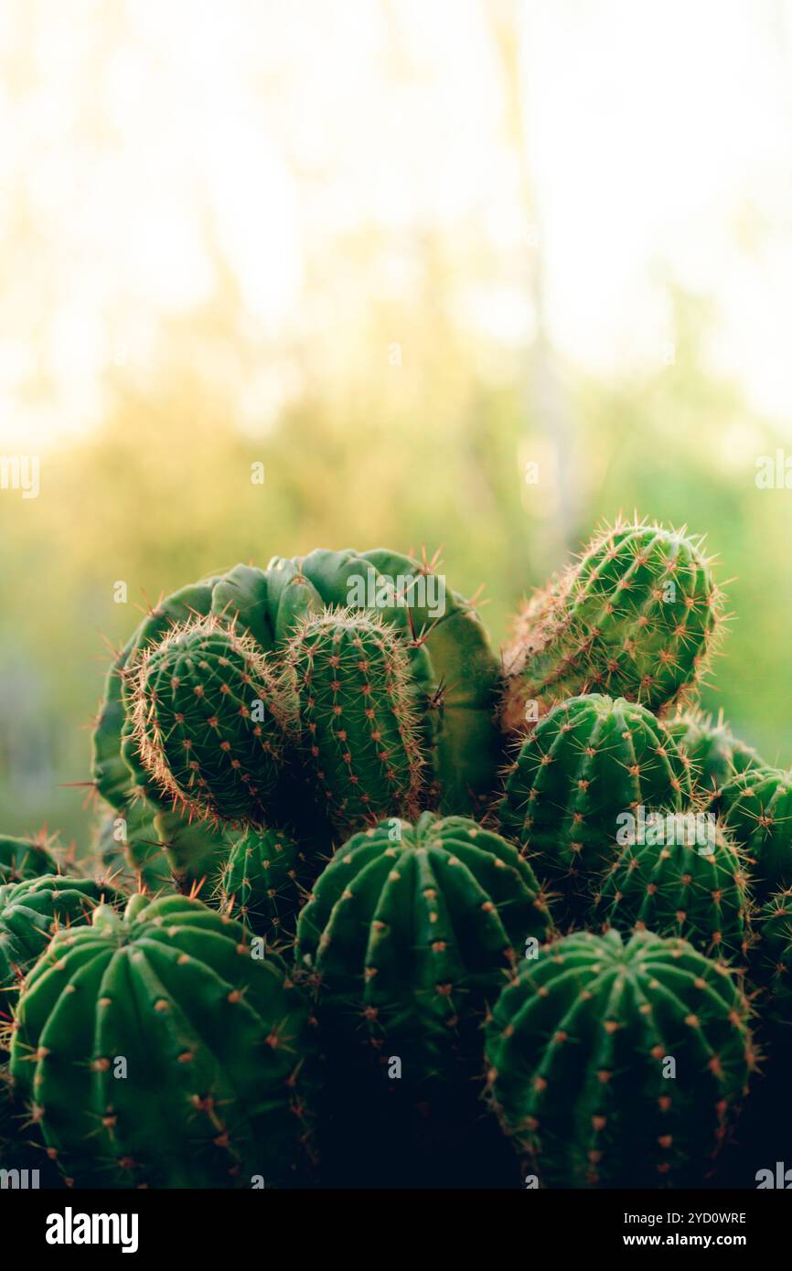 Molti cactus in una pentola. Home flower. Fiore spinoso Foto Stock