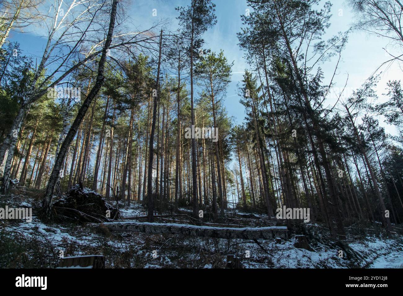 In una tranquilla foresta invernale, torreggianti alberi di conifere si innalzano contro un cielo blu brillante, mentre macchie di neve coprono il terreno, creando una pittoresca sce Foto Stock