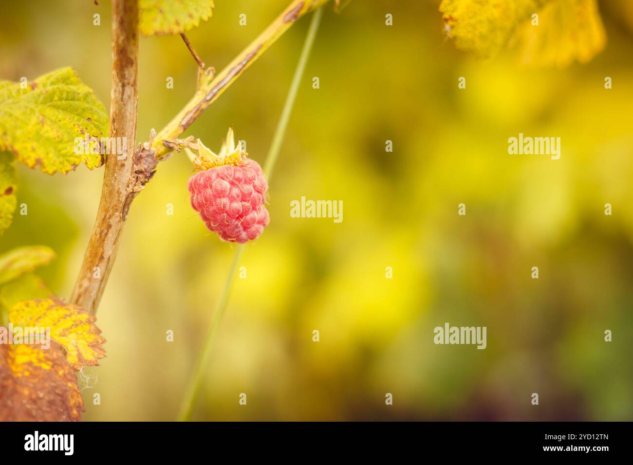 Lampone appeso a un cespuglio. Bacca rossa dolce. Berry sulla filiale. Foto Stock