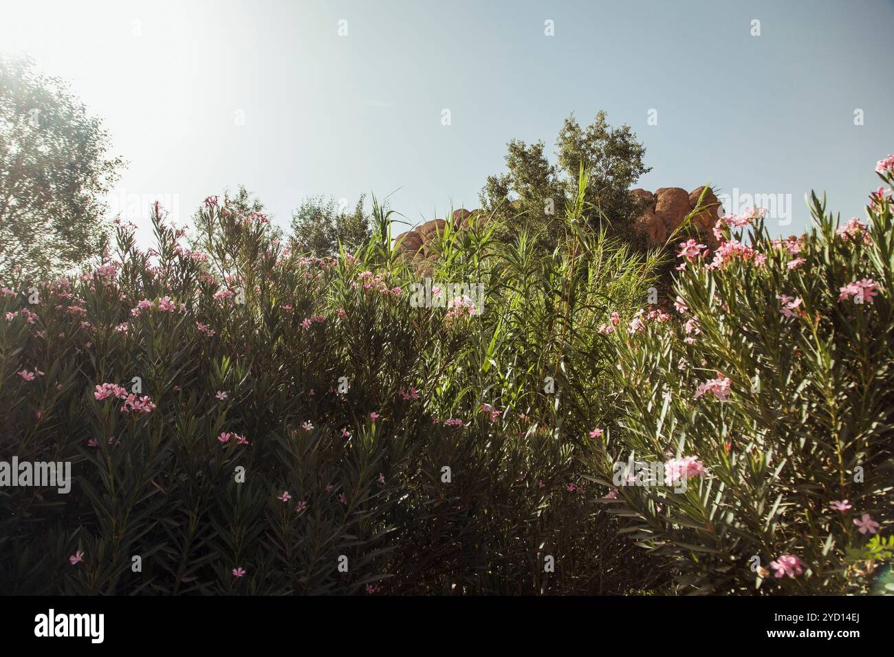 Un lussureggiante paesaggio cappellarrale in Marocco, che mostra vibranti fiori selvatici e ricca vegetazione sotto un cielo luminoso, che riflette la bellezza naturale della regione. Foto Stock