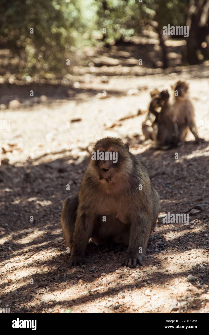 Un gruppo di macachi rhesus si avvista a foraggiarsi in un'area boschiva in Marocco, mostrando il loro comportamento naturale tra il terreno caldo e terroso e il surrou Foto Stock