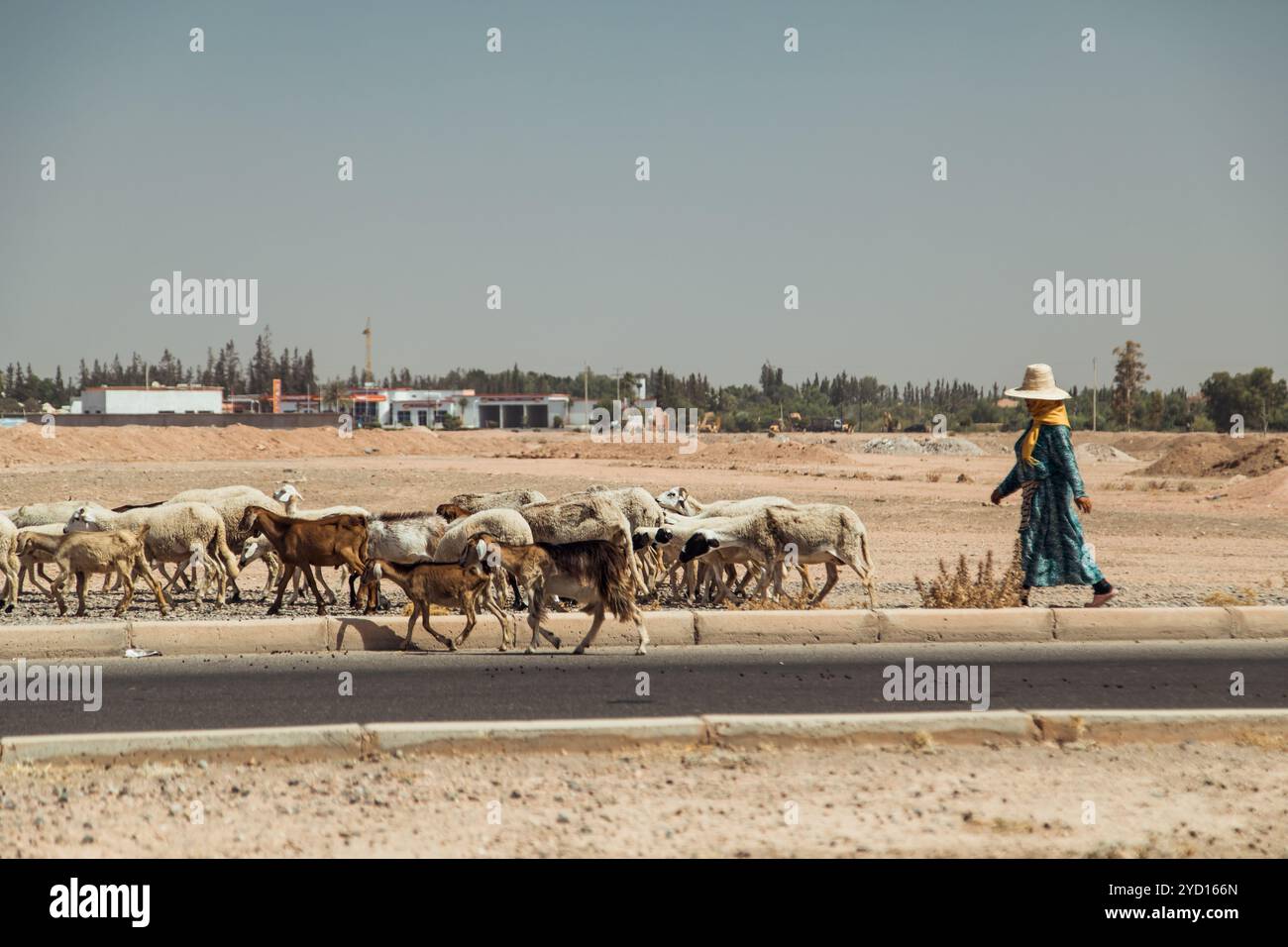 Countryside, Marocco, 23 luglio 2019: Un pastore guida il suo gregge di capre e pecore lungo una strada soleggiata nel paesaggio arido del Marocco Foto Stock