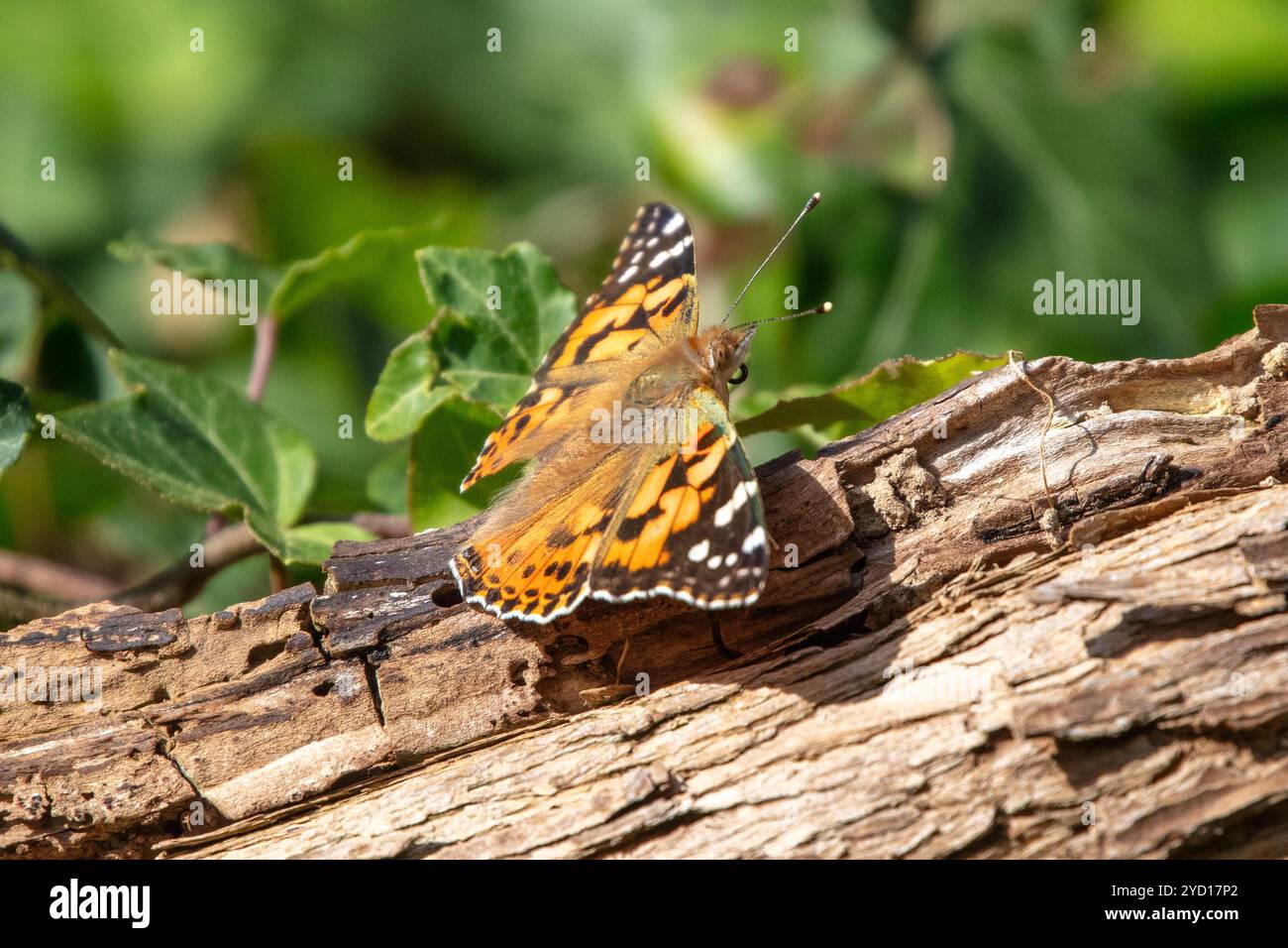 Lady dipinta, Vanessa cardui, farfalla Foto Stock
