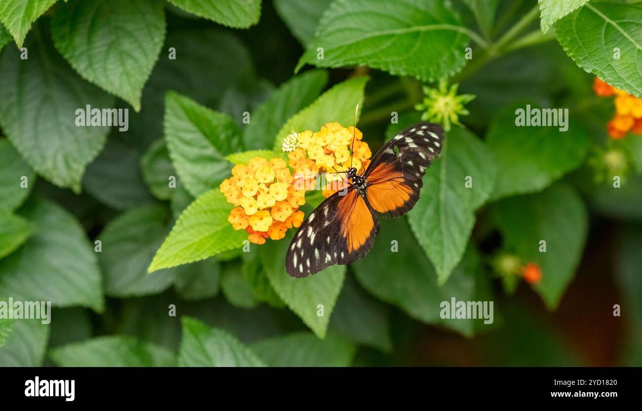 Tiger Longwing Butterfly, Heliconius hecale, trovata in Sud America Foto Stock