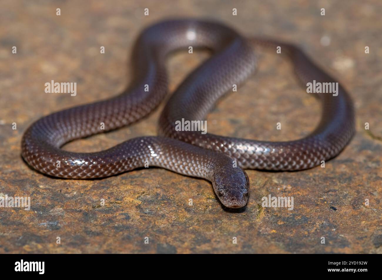 Un simpatico serpente di lupo comune (Lycophidion capense) in natura Foto Stock