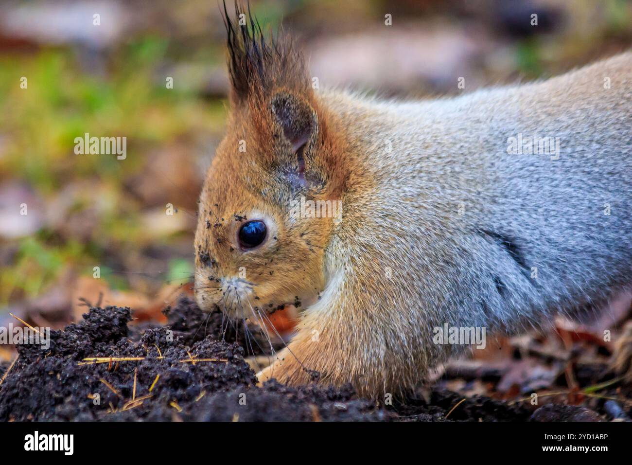 Lo scoiattolo scava nel terreno. Animale in natura. Roditore. Animale da parco Foto Stock