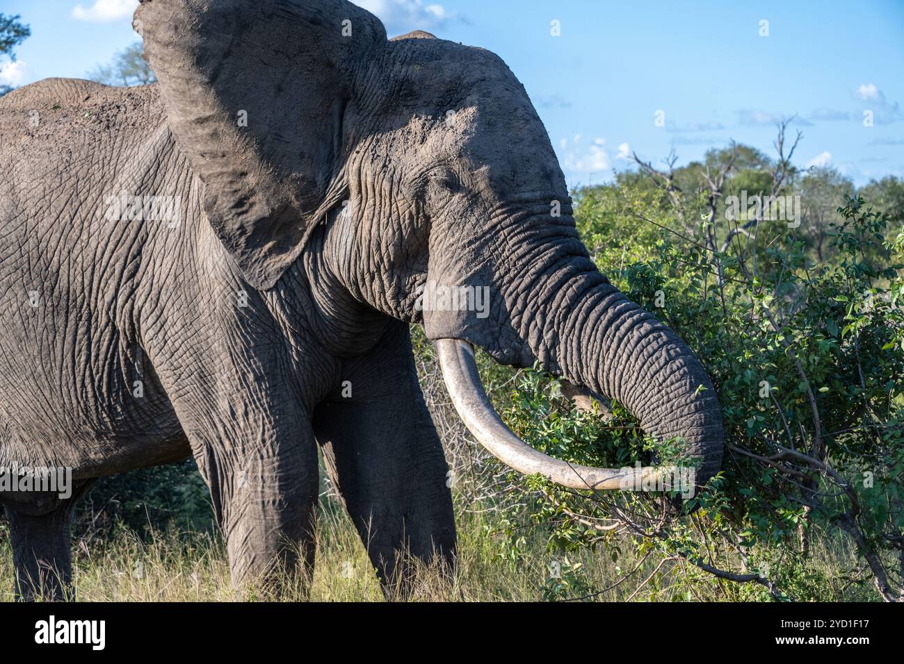 Orecchie svasate e zanne lunghe sull'elefante al Kruger National Park in Sudafrica Foto Stock