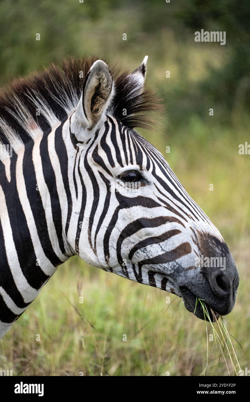 Capo di una zebra comune che mangia erba al Kruger National Park Foto Stock