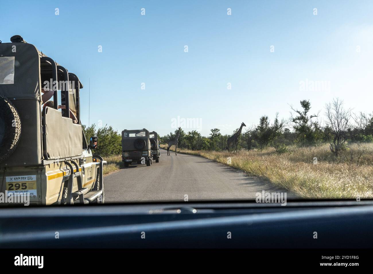 safari in jeep e giraffe turistiche al Parco Nazionale Kruger in Sud Africa Foto Stock