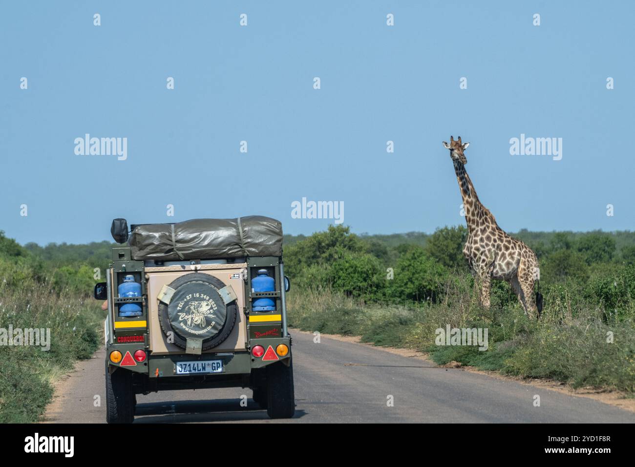 Jeep turistica in safri vicino a una giraffa nel Kruger National Park in Sudafrica Foto Stock