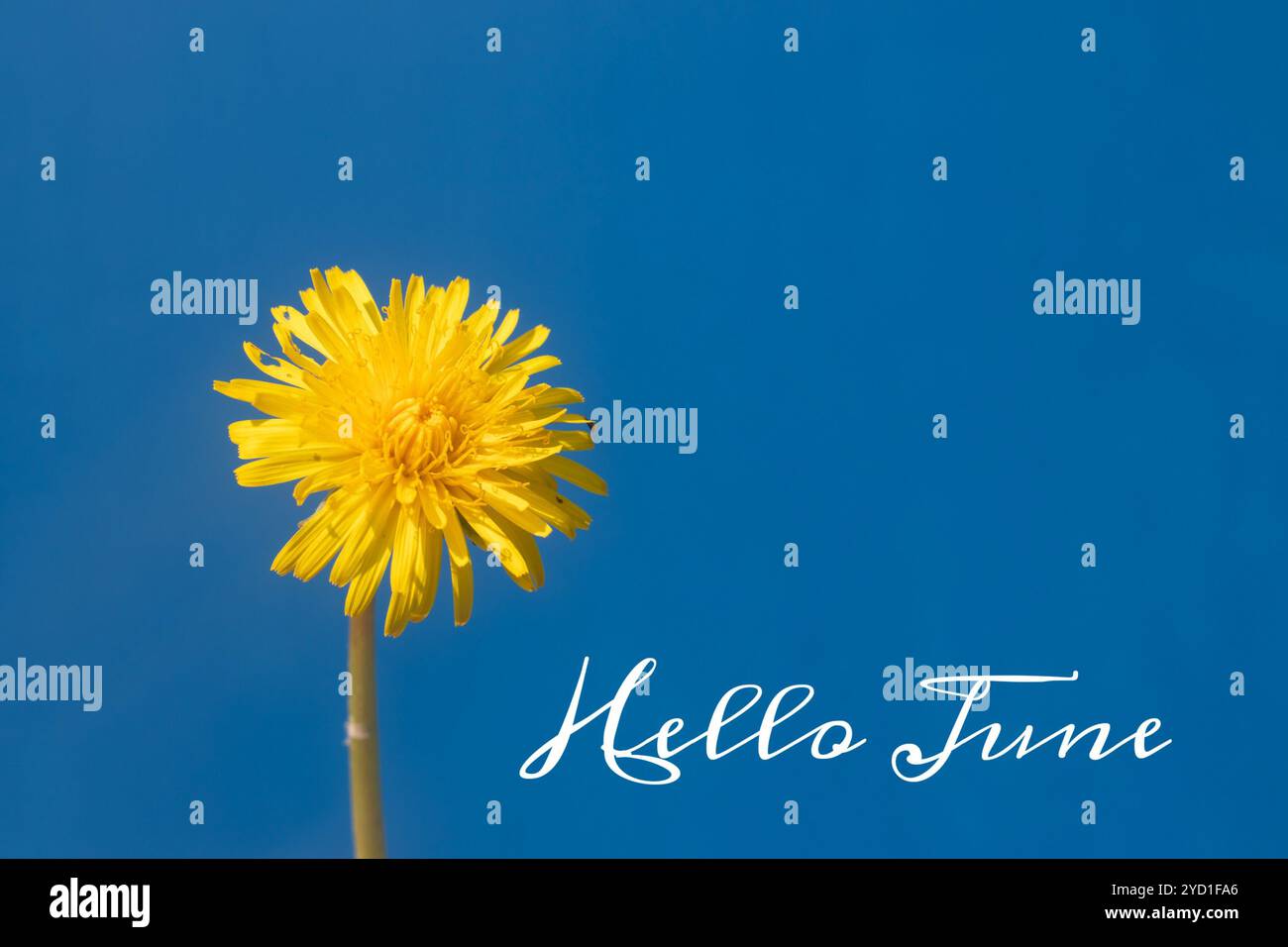 Banner ciao giugno. Nuova stagione . Biglietto di benvenuto testo sulla foto. Foto con un fiore. Fiore giallo. Dente di leone giallo contro il cielo blu. Cielo blu. Foto Stock
