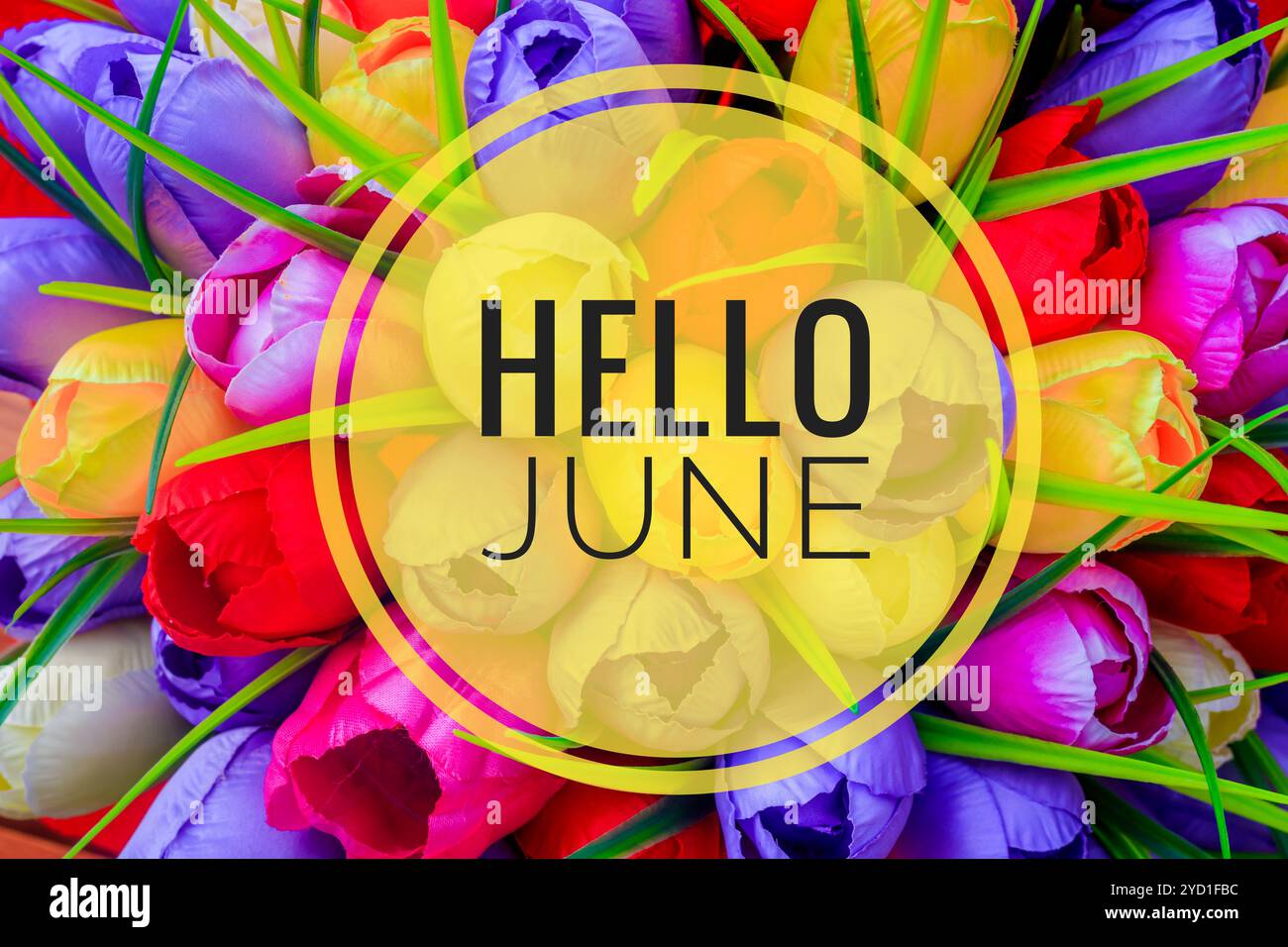 Banner ciao giugno. Nuova stagione . Biglietto di benvenuto foto con fiori. Fiori primaverili brillanti. Aiuole della città. Petali Foto Stock