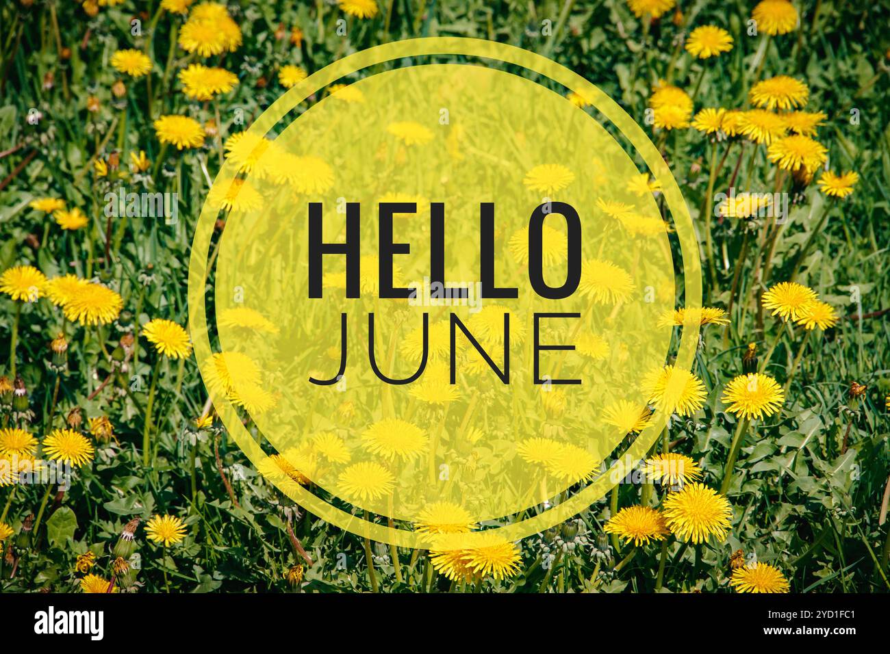 Banner ciao giugno. Nuova stagione . Biglietto di benvenuto foto con fiori. Fiori primaverili brillanti. Aiuole della città. Petali Foto Stock