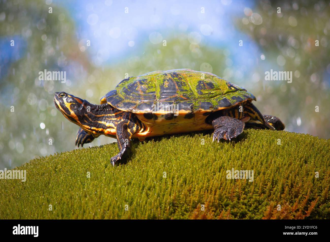 Tartaruga di scorrimento con pancia gialla in vista dell'ambiente naturale Foto Stock