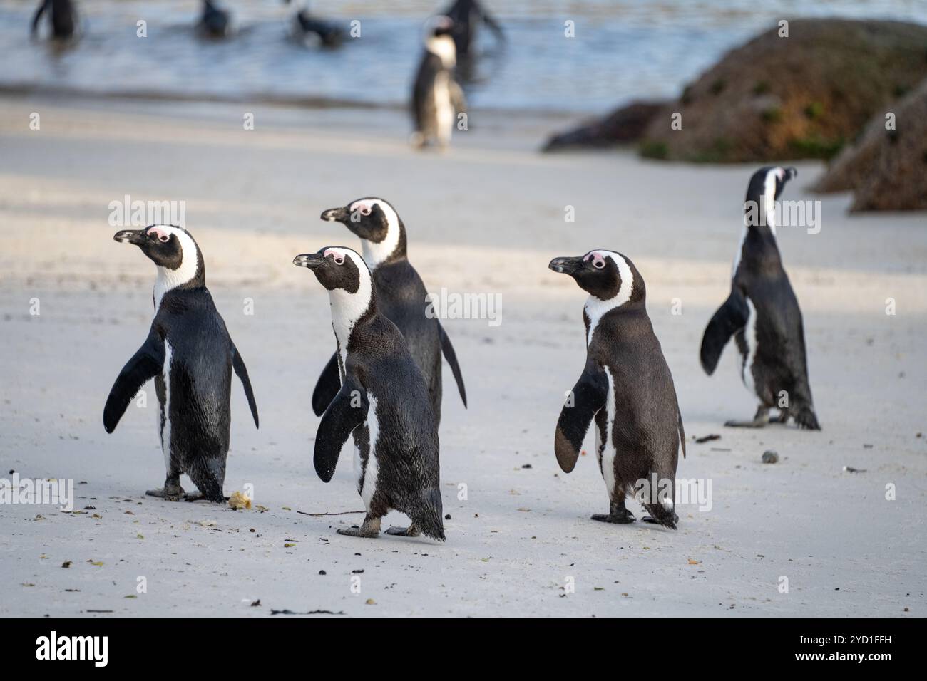 Pinguini di Boulders Beach in Sud Africa Foto Stock