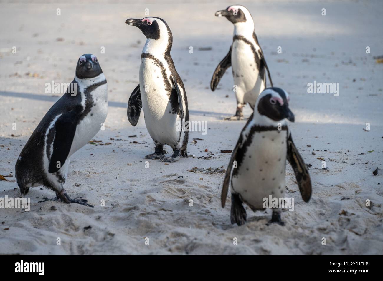 Pinguini di Boulders Beach in Sud Africa Foto Stock