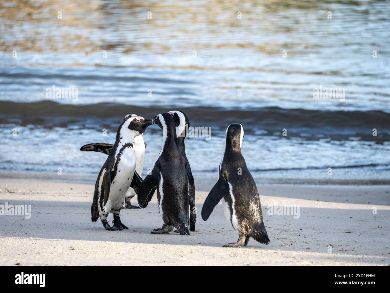 Pinguini di Boulders Beach in Sud Africa Foto Stock