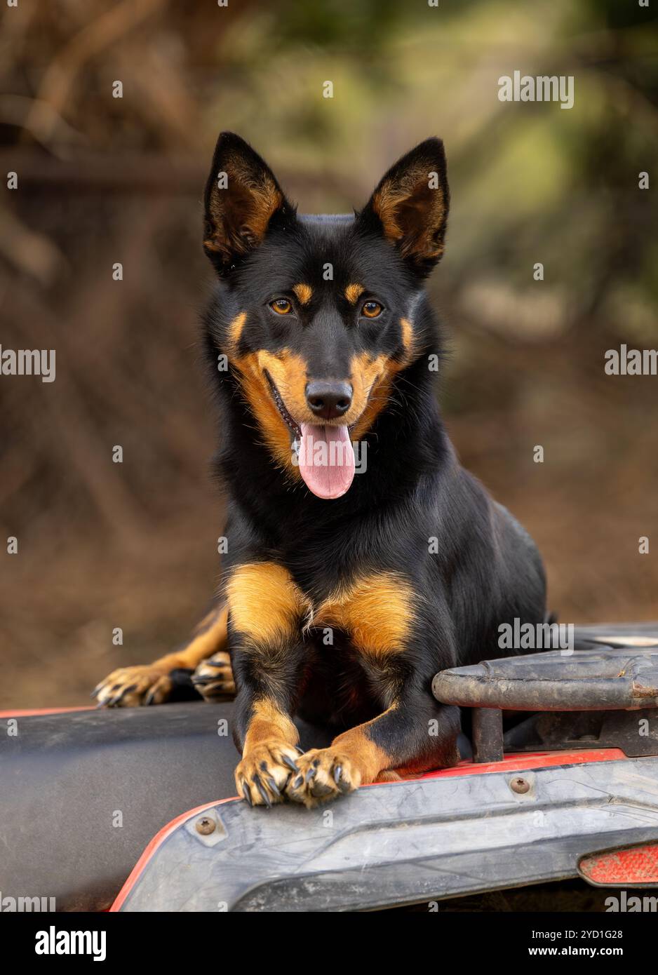 Kelpie australiane che fissa intensamente la fotocamera Foto Stock