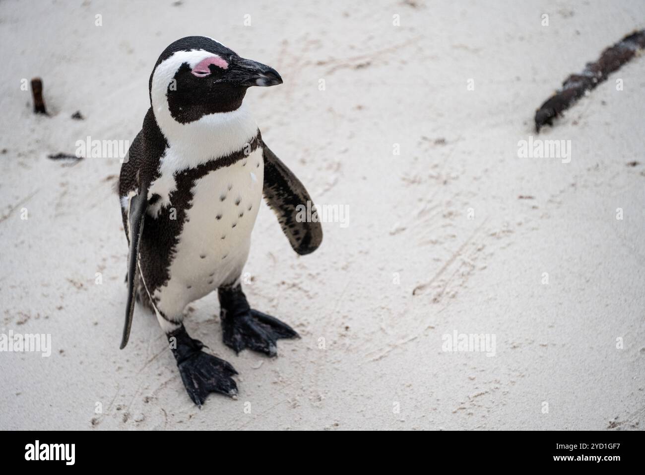 Pinguino singolo vicino a Simons Town, Sudafrica Foto Stock