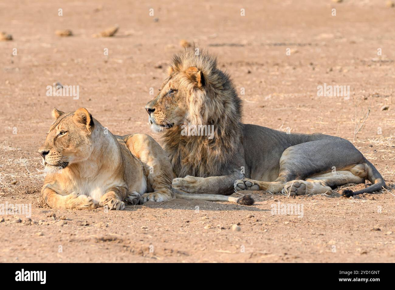 ,Riserva di caccia di Mashatu, Botswana Foto Stock