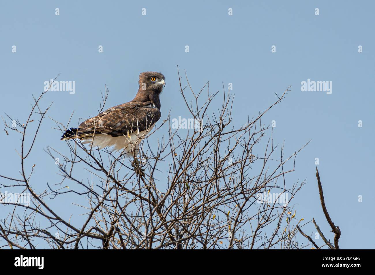 Aquila di serpente castagna nera, Circaetus pectoralis, riserva di caccia Mashatu, Botswana Foto Stock