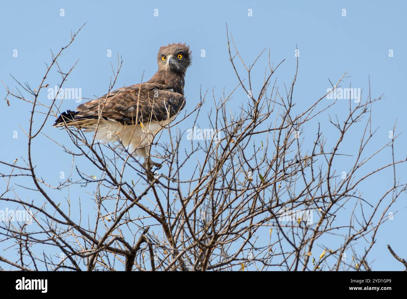 Aquila di serpente castagna nera, Circaetus pectoralis, riserva di caccia Mashatu, Botswana Foto Stock