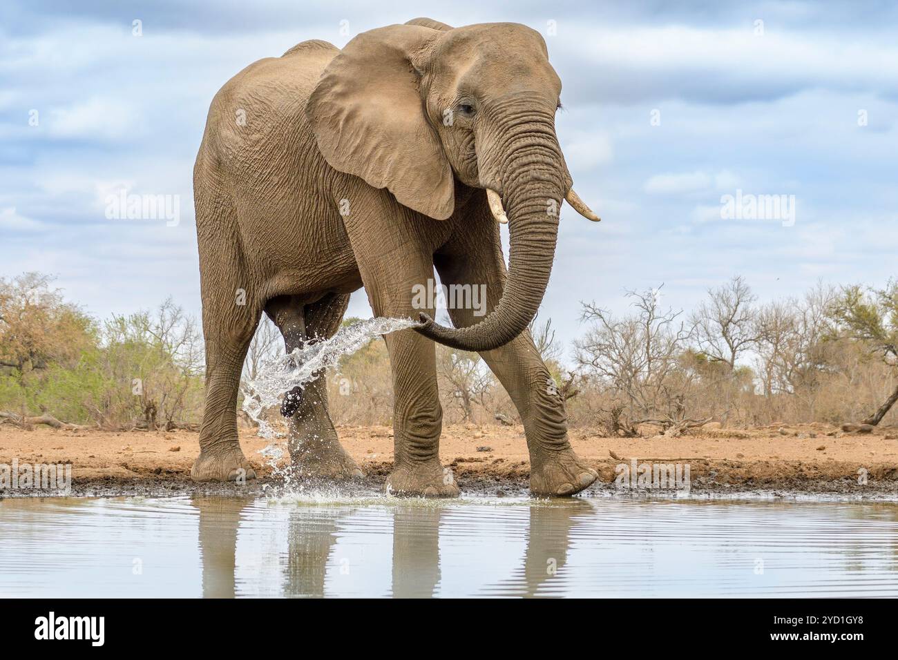 African Bush Elephants, Loxodonta africana, Mashatu Game Reserve, Botswana Foto Stock