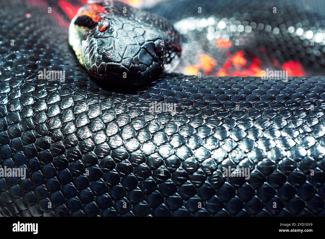 Serpente con scale nere brillanti. Il serpente si sta schierando dalla sua parte. Immagine macro della pelle e della testa di serpente Foto Stock