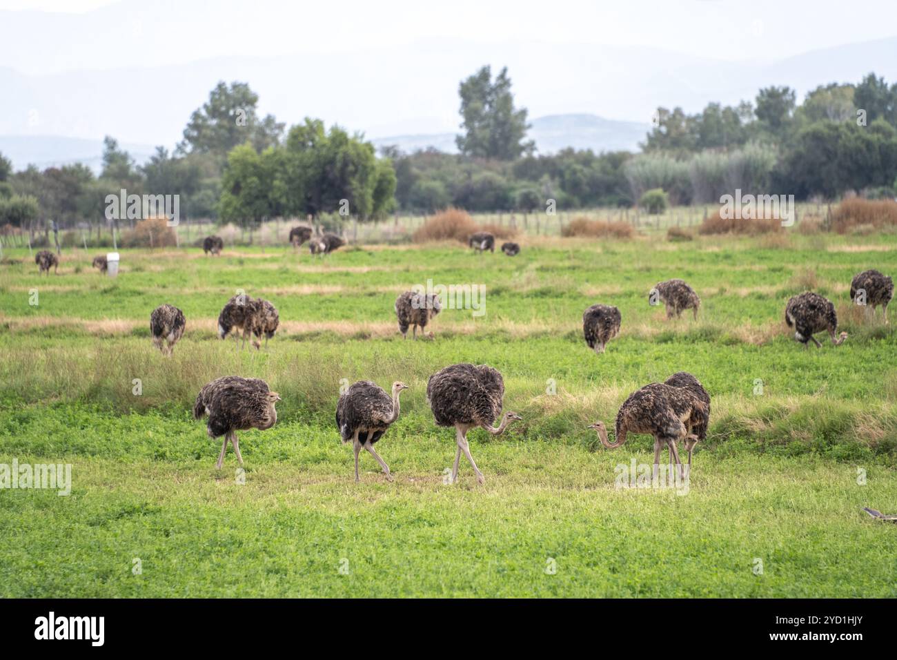 Struzzi che pascolano in un campo in un allevamento di struzzi in Sud Africa Foto Stock