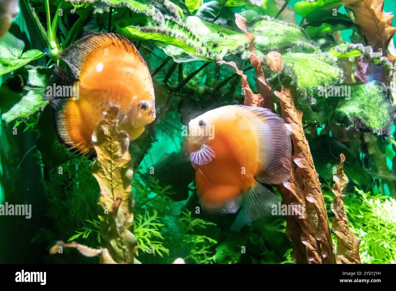 I pesci nuotano nell'acquario dell'acquario. Gli abitanti del mare. Pesce di mare. Foto Stock