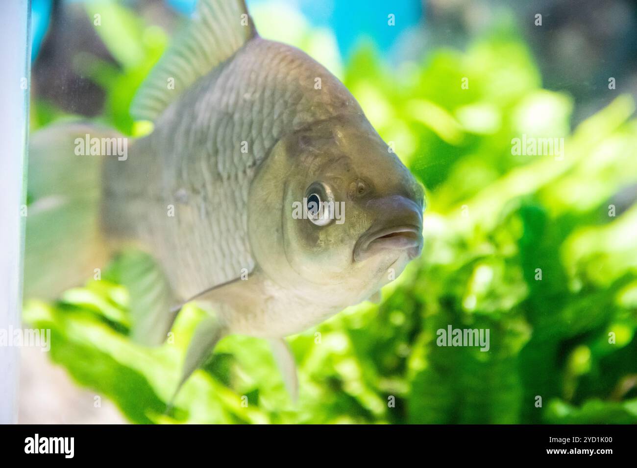 I pesci nuotano nell'acquario dell'acquario. Gli abitanti del mare. Pesce di mare. Foto Stock