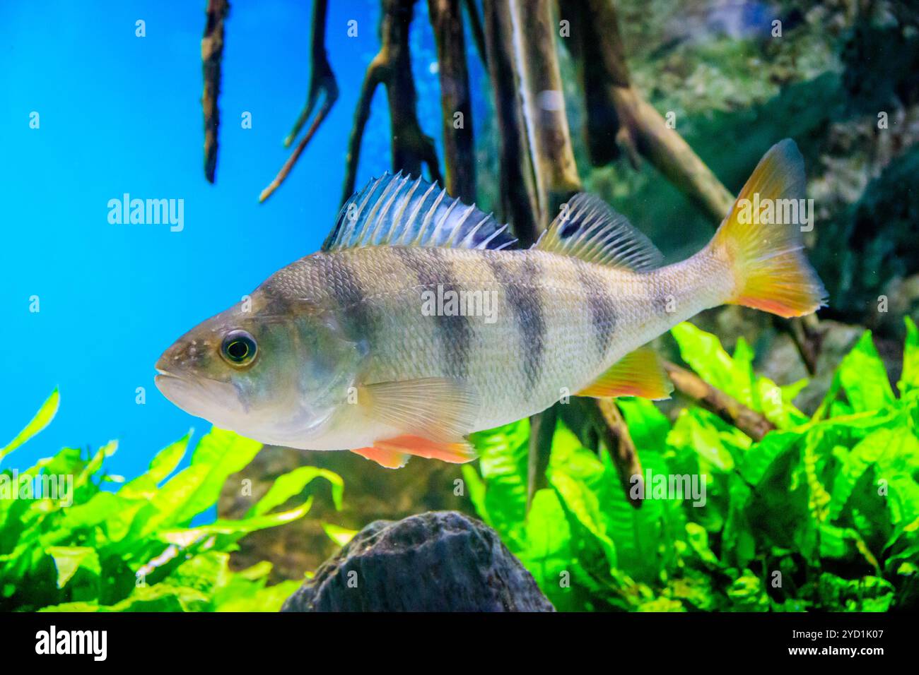 I pesci nuotano nell'acquario dell'acquario. Gli abitanti del mare. Pesce di mare. Foto Stock