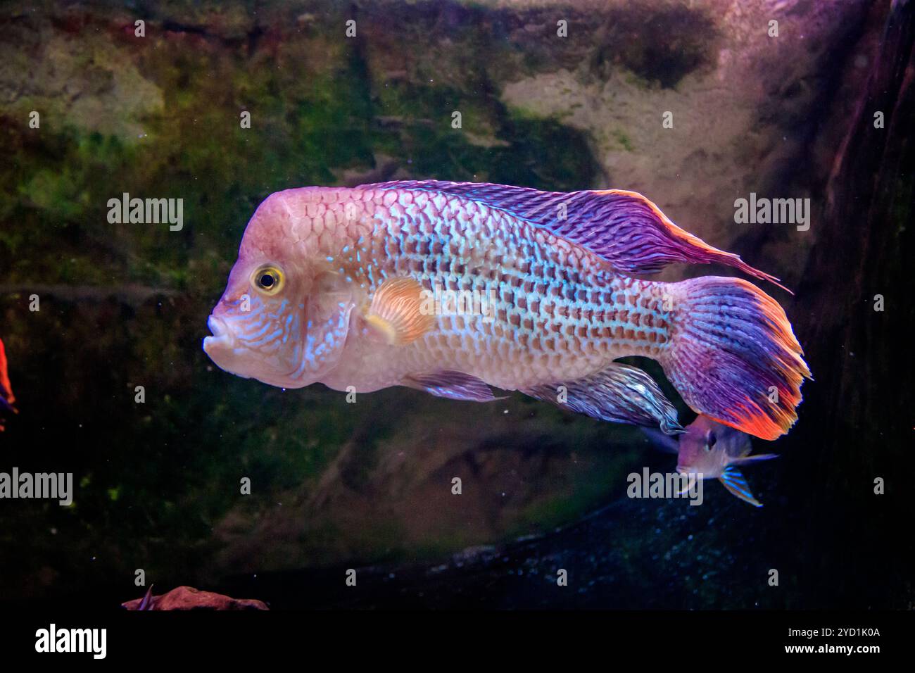 I pesci nuotano nell'acquario dell'acquario. Gli abitanti del mare. Pesce di mare. Foto Stock