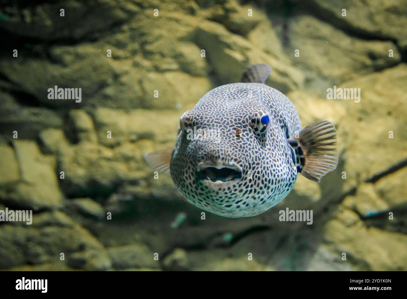 Palla di pesce nell'acquario. Gli abitanti del mare. Pesce di mare. Foto Stock