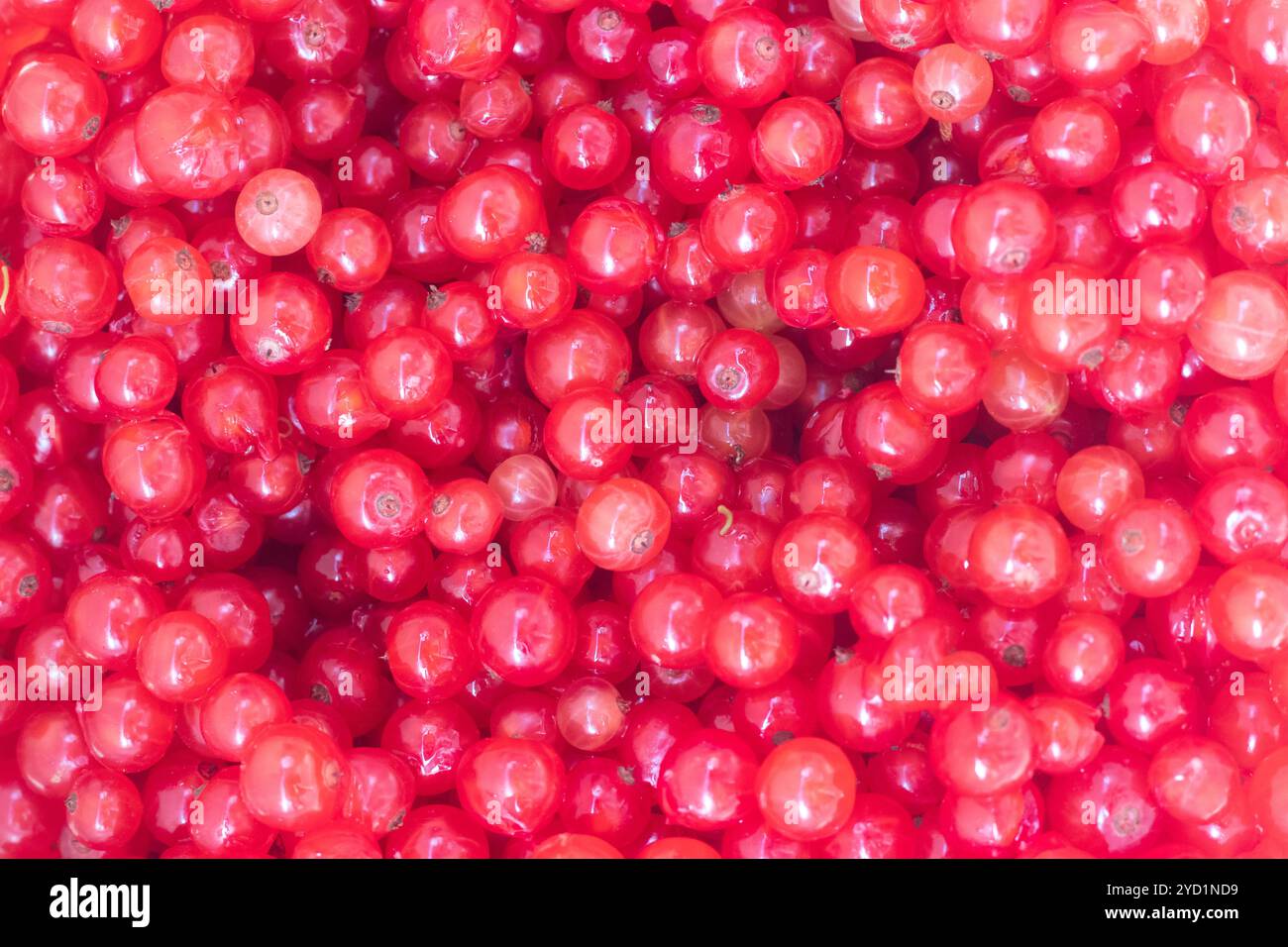 Ribes rosso di frutti di bosco. Bacche da giardino acide. Frutti di bosco rossi. Foto Stock