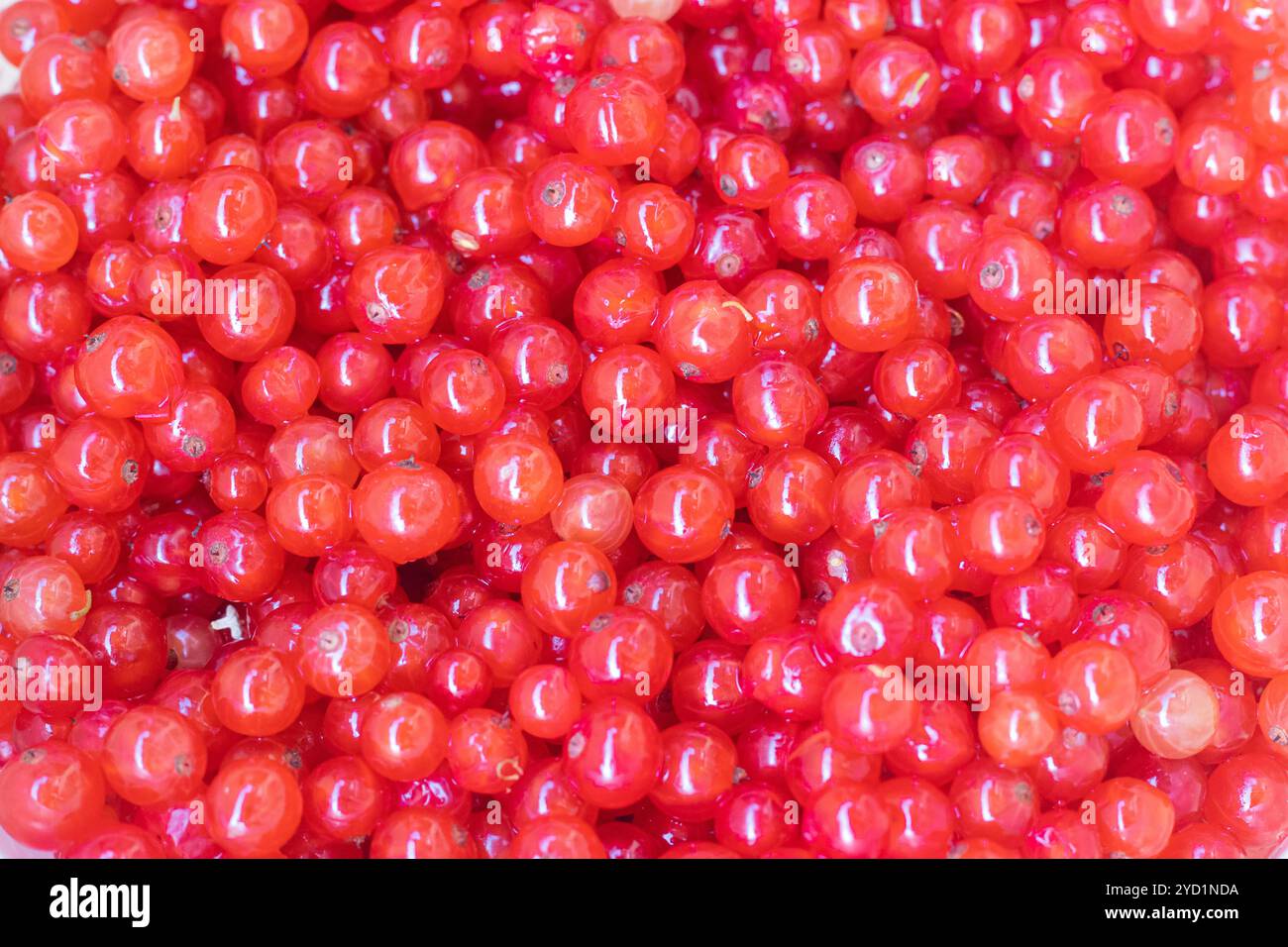 Ribes rosso di frutti di bosco. Bacche da giardino acide. Frutti di bosco rossi. Foto Stock