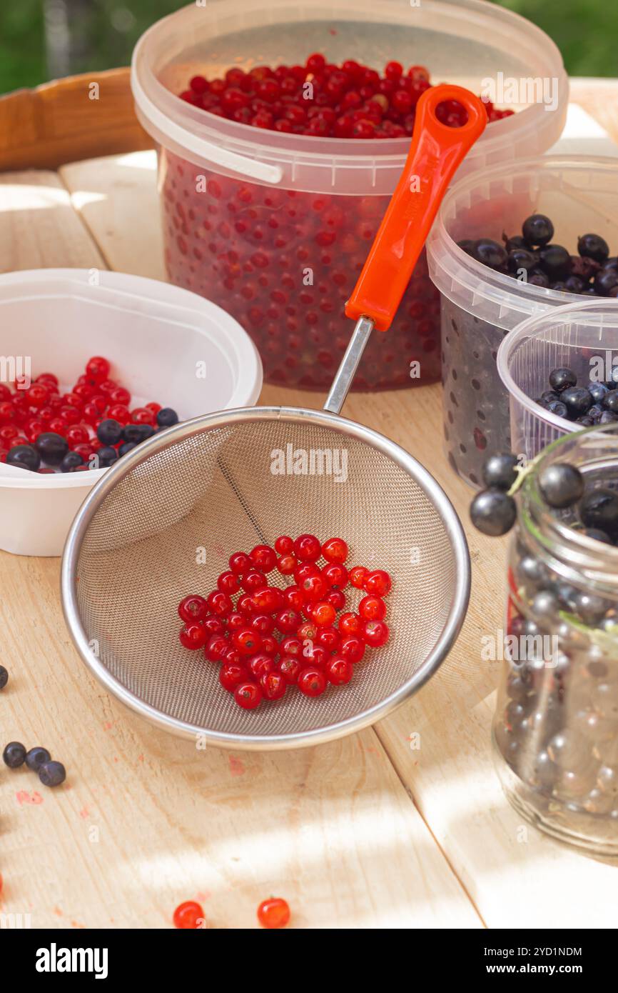 Ribes rosso di frutti di bosco. Bacche da giardino acide. Frutti di bosco rossi. Foto Stock