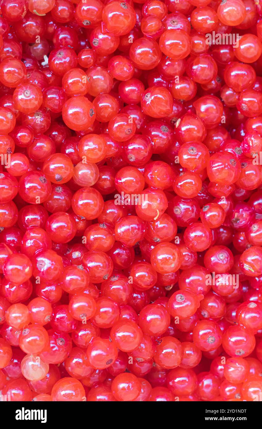 Ribes rosso di frutti di bosco. Bacche da giardino acide. Frutti di bosco rossi. Foto Stock