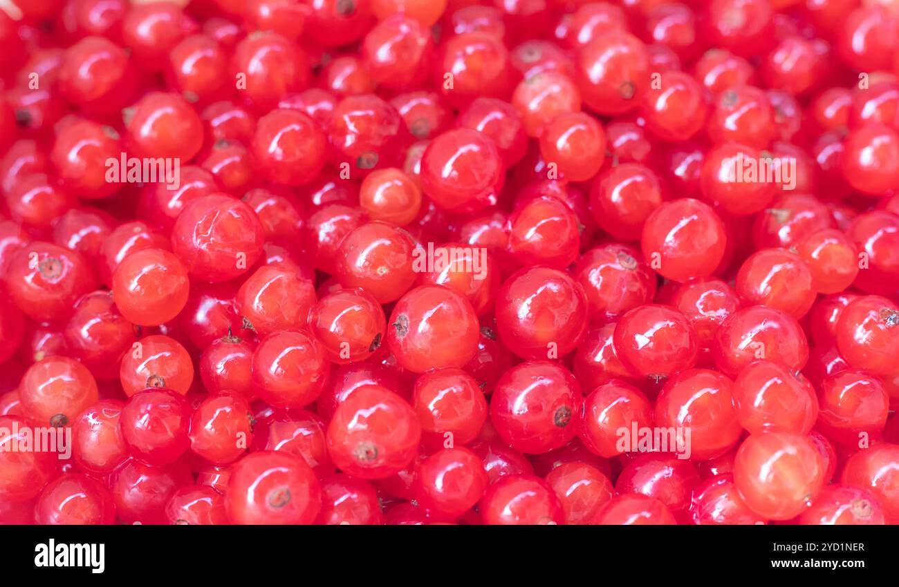 Ribes rosso di frutti di bosco. Bacche da giardino acide. Frutti di bosco rossi. Foto Stock
